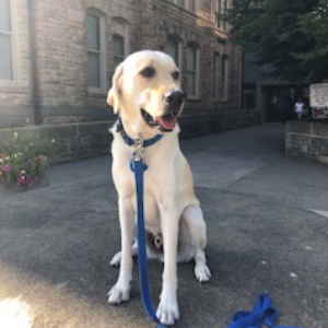 6/18/26 monroe county bar foundation pints for paws FUNDRAISER